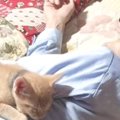 寝ているおじいちゃんの『上』を見てみたら……幸せあふれる『子猫の様子』…