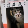 自分のおやつは自分で！？マグロを求めて猫用漁船出港です！