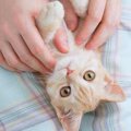 猫が『膝に乗る』心理5選！どんなときに乗ることが多いの？