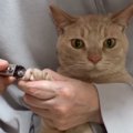 爪切り中の猫→抵抗するかと思いきや……『嘘みたいな反応』に"大爆笑&q…