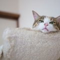 猫も相手を馬鹿にすることがある？3つのサインに注目！