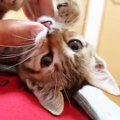 子猫の遊び相手は『飼い主さんの指』…天使みたいな『カミカミ攻撃』が…