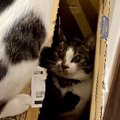 部屋の隅に積まれた段ボール箱で『2匹の猫が遊び始めた』結果…爆笑の…