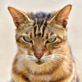 猫に『ウソ』をつくと起こる４つのトラブル