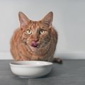 猫への『置き餌』をやめたい！移行時の大切な3つのステップとは