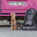猫と『バス』へ乗るときに気をつけるべきこと7つ　乗車時のルールやト…