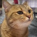 猫ちゃんのくしゃみ百面相が可愛すぎる！