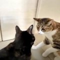 つい喧嘩を仕掛けちゃう！でも本当はお姉ちゃん猫が大好きな弟猫ちゃ…