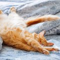 猫の長生きにつながる『寝床』の条件5つ　良い睡眠がもたらす効果や環境の…