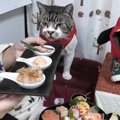 猫ちゃんの好物で豪華おせち♪