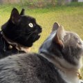 2匹の猫が鳥を見つけて鳴きはじめた結果…『まさかのやり取り』が113万再生…