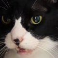 爪を切られて『怒っていた猫』→様子を確かめに行ったら……「目が語って…