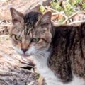 高齢で歯がない状態、『頑張って生き抜いた野良猫』が保護された結果……