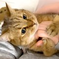 カメラを頭につけて、猫を撮影した結果→まるで一緒に生活しているようで……
