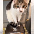 『絶対にご飯と言わない飼い主に呆れる猫』炊飯器の上で繰り広げられ…