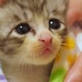 『眠れない様子の保護子猫』を毛布で包んでみたら…尊すぎる光景に悶絶の声…