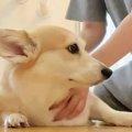犬を撫でていると、『わたしも』と猫が割り込んできて…思わず笑ってしまう…