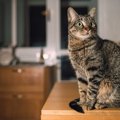 猫が『飼い主さんが就寝中にコッソリやっていること』4選　猫なりに見…