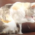 貴重！猫ちゃんの髭が取れる瞬間を激写！