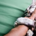 猫に『本気噛み』されると危険な理由3つ　放置してはいけない？適切な対処…