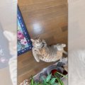 【究極のかまってアピールをする猫】絶妙な動きに思わず笑ってしまう…