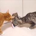 「この猫はだれにゃ？」鏡にうつる美人猫の謎を解明せよ！