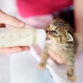 「子猫のミルクの飲ませ方」与える時間や量、作り方から注意点まで解説