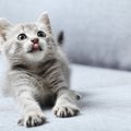 子猫はいつからが『大人猫』？成長に伴って起こる心身の変化3選とお世…