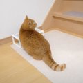 猫はごはん中にパパが帰宅したら…まさかの『焦り方』が可愛すぎると62…