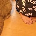窓の外を眺める女の子と猫→2年半後に『同じ場所』で撮影すると…ほっこりす…