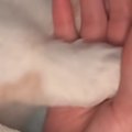 毛布をかけてもらった猫→飼い主と手をつないで…愛おしい光景に「可愛すぎ…