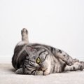 猫は舌打ちで発作を起こすことがある？特定の音に反応して起こる『FAR…