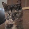 成長した元野良猫の『子猫時代』を振り返ってみた結果…つい笑っちゃうビフ…