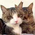 交通事故と病気で生死をさまよった猫２匹を保護した結果…『支え合って…
