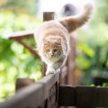 猫が『のそのそ歩き』をする理由5選