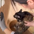 『17匹の猫たちが新居へと大移動』→引っ越し当日の様子がすごすぎると…
