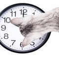 猫の『体内時計』がピタリと合う理由5選　正確な生活リズムの秘密とは？