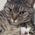 ベッドでくつろぐ13歳のおばあちゃん猫→6歳の猫がやってきて…笑撃の光景が…