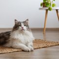 『心が優しい』と言われる猫種4選　穏やかな性格の猫と暮らしたいなら…