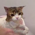 『お尻が汚れてる…』ふわふわ長毛猫くんがシャンプーを頑張る！