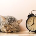 猫の寝すぎは病気？睡眠時間やたくさん寝る理由は？