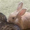 「可愛すぎて倒れるかと思った」くつろいでいる猫にそっと近づいてき…