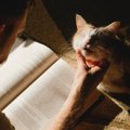 愛猫を亡くした時の『ペットロス』痛みを少しでも癒すためにできる3つ…