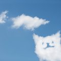 猫の命日にできる７つの事