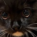 同居人が転んだのに驚いた猫→『耳』を見てみたら……まさかの瞬間が2万5000…