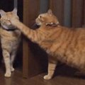 『唐突に猫パンチを喰らいまくる猫』理不尽すぎる光景が面白いと1100…