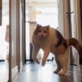 廊下に向かって走りはじめた猫→あまりにも『衝撃的すぎる動き』が221万再…