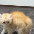 【名前が決まりました】黄金色の子猫ちゃん♡パパとの初対面！