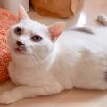 大好きなお兄ちゃんに話しかける猫→名前を呼んだら答えるかと思いきや…