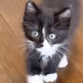 元気いっぱいな『保護子猫たち』→1匹がカメラに向かって歩いてくると…ほっ…